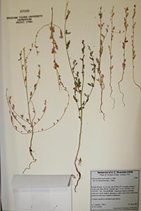 herbarium sheet of BRY 478393